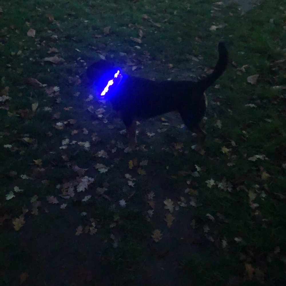 🏆Host Pick🏆 (OFFERS WELCOME) HALO Dog Collar - Picture 9 of 9